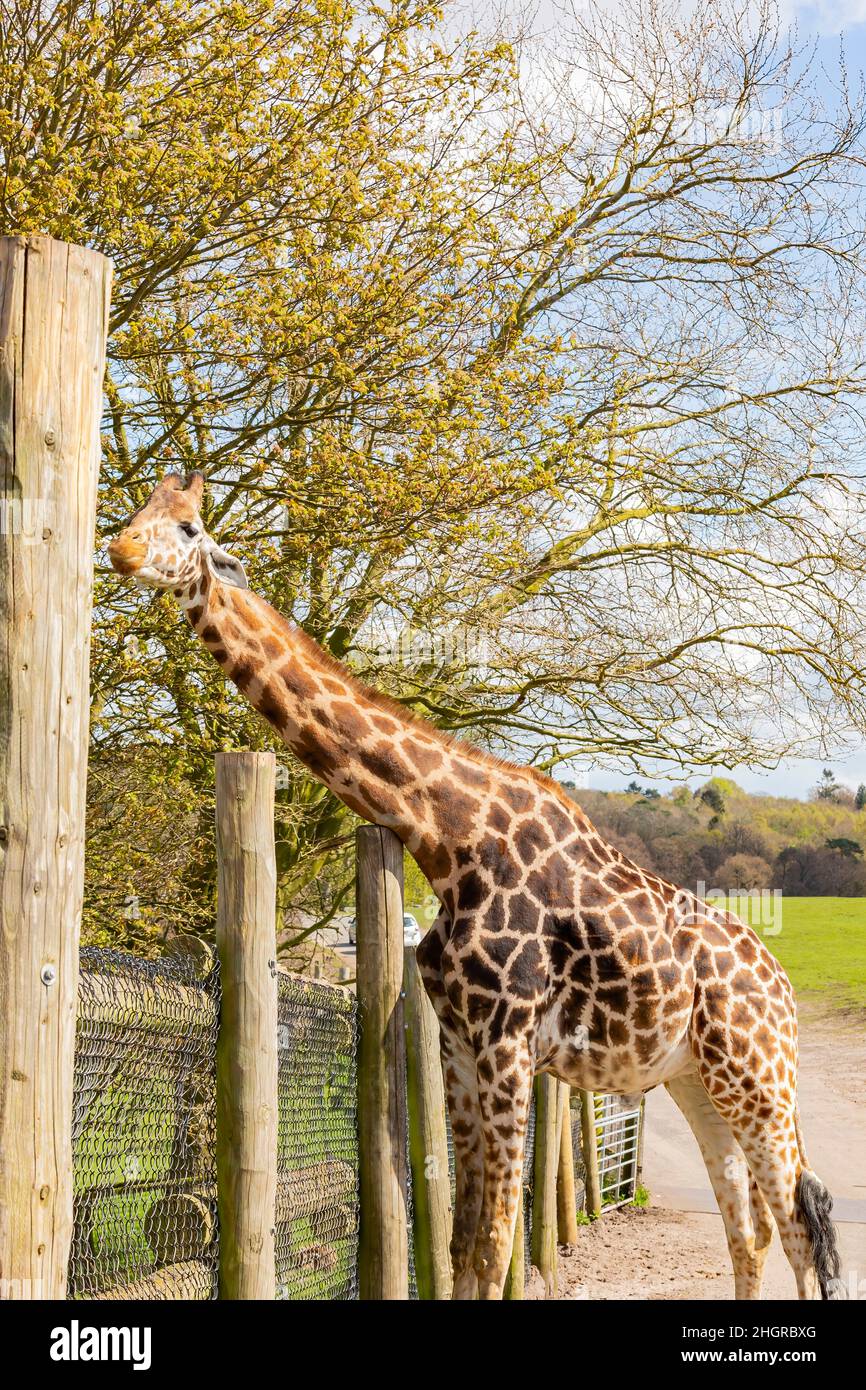 Spring Giraffe Close up shot of Giraffe eating in the beautiful West Midland Safari ...