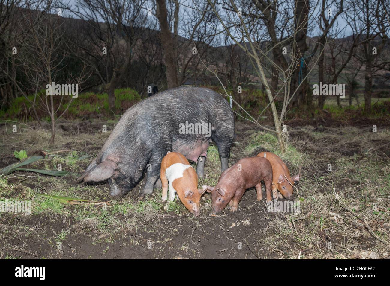 Urhan, Cork, Ireland. 22nd January, 2022. 'Peppa' a one and a half year old Tamworth Duroc cross Sow, foraging for food with her three piglets near Urhan in West Cork, Ireland. - Credit; David Creedon / Alamy Live News Stock Photo