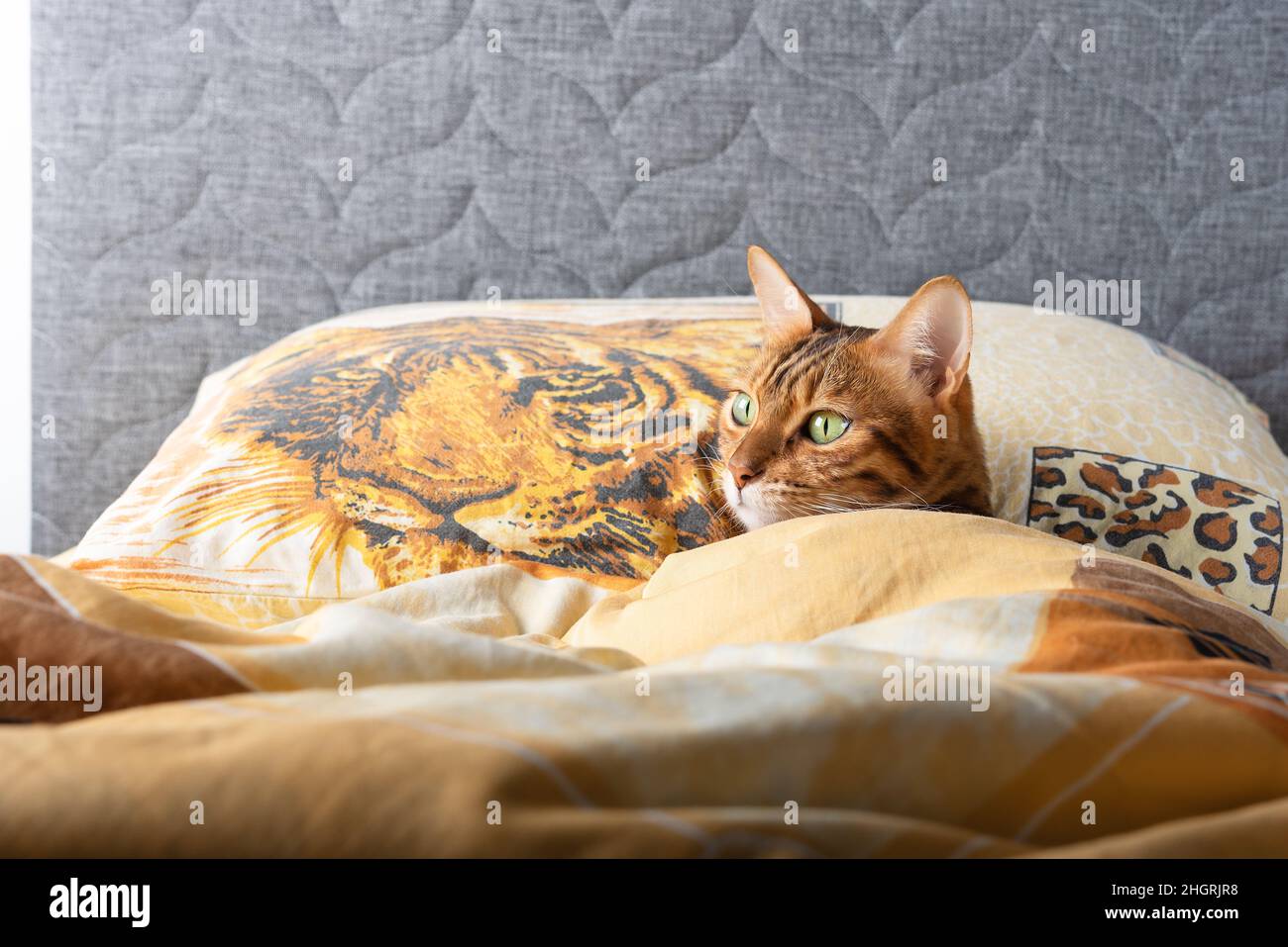 A domestic cat sleeps lying on a bed on a pillow with a picture of a tiger. copy space Stock Photo