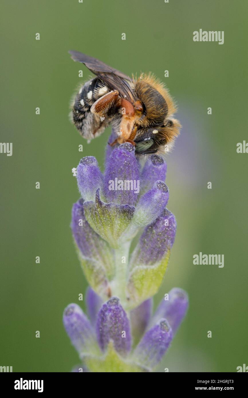 Wildbiene nützt den Lavendel als Schlafplatz Stock Photo