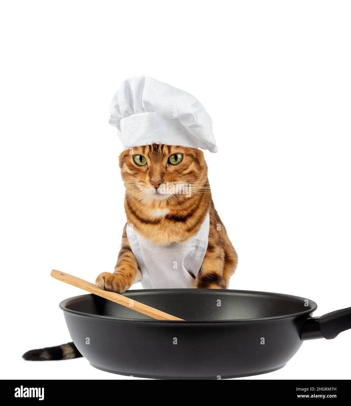Cute cat cook frying a dish with a frying pan and a spatula on a white background Stock Photo