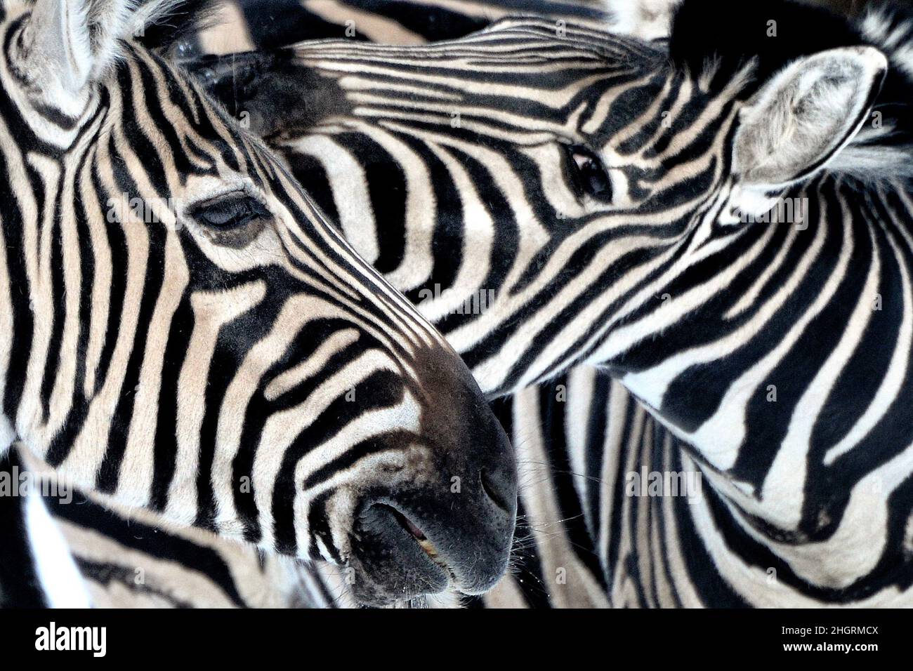 YellowKorner 限定版芸術写真 The Chapman’s Zebra Chapman's Zebra - Signed Fine Art Print - inkart