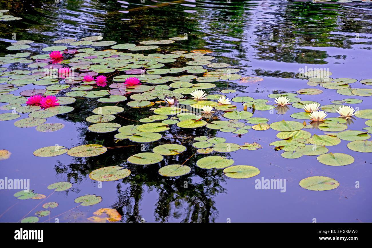 pink and white flourishing water lilies on a mirroring dark pond Stock Photo