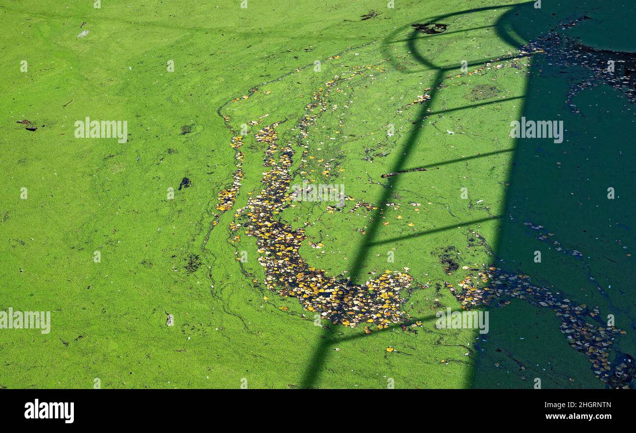 water surface covered by green lesser duckweed and colorful leaves Stock Photo