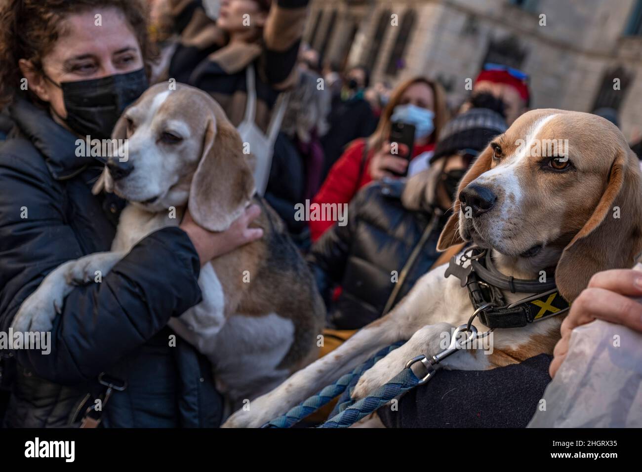 Barcelona, Spain. 22nd Jan, 2022. Protesters are seen showing off their pet Beagles during the demonstration.Hundreds of people have gathered in Plaza de Sant Jaume called by the Pacma animal rights party to protest against the experiments with thirty Beagle puppies carried out by the Vicotecnia laboratories in a pharmacological research project. (Photo by Paco Freire/SOPA Images/Sipa USA) Credit: Sipa USA/Alamy Live News Stock Photo