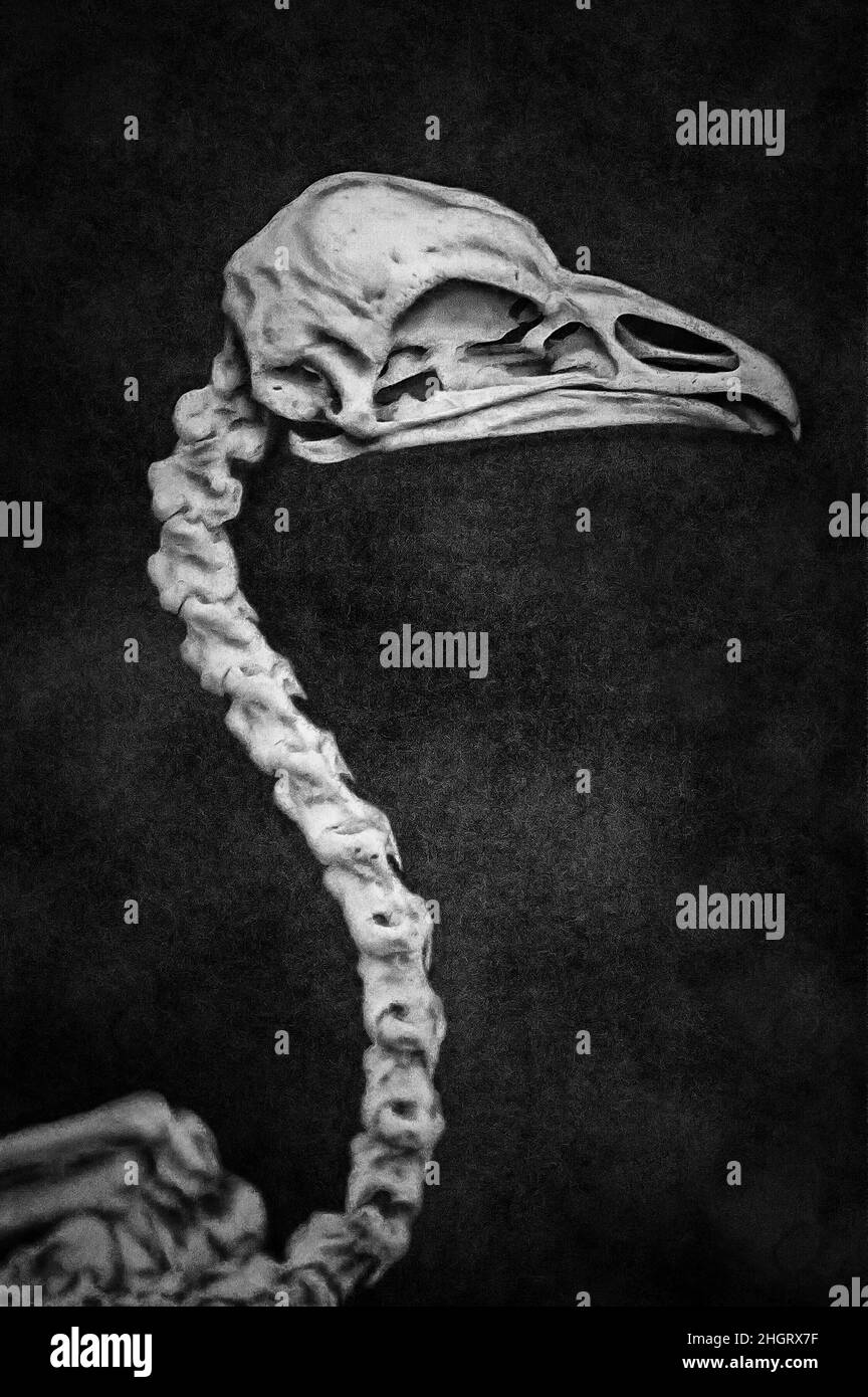 Skeleton bird illustration Black and White Stock Photos & Images Alamy