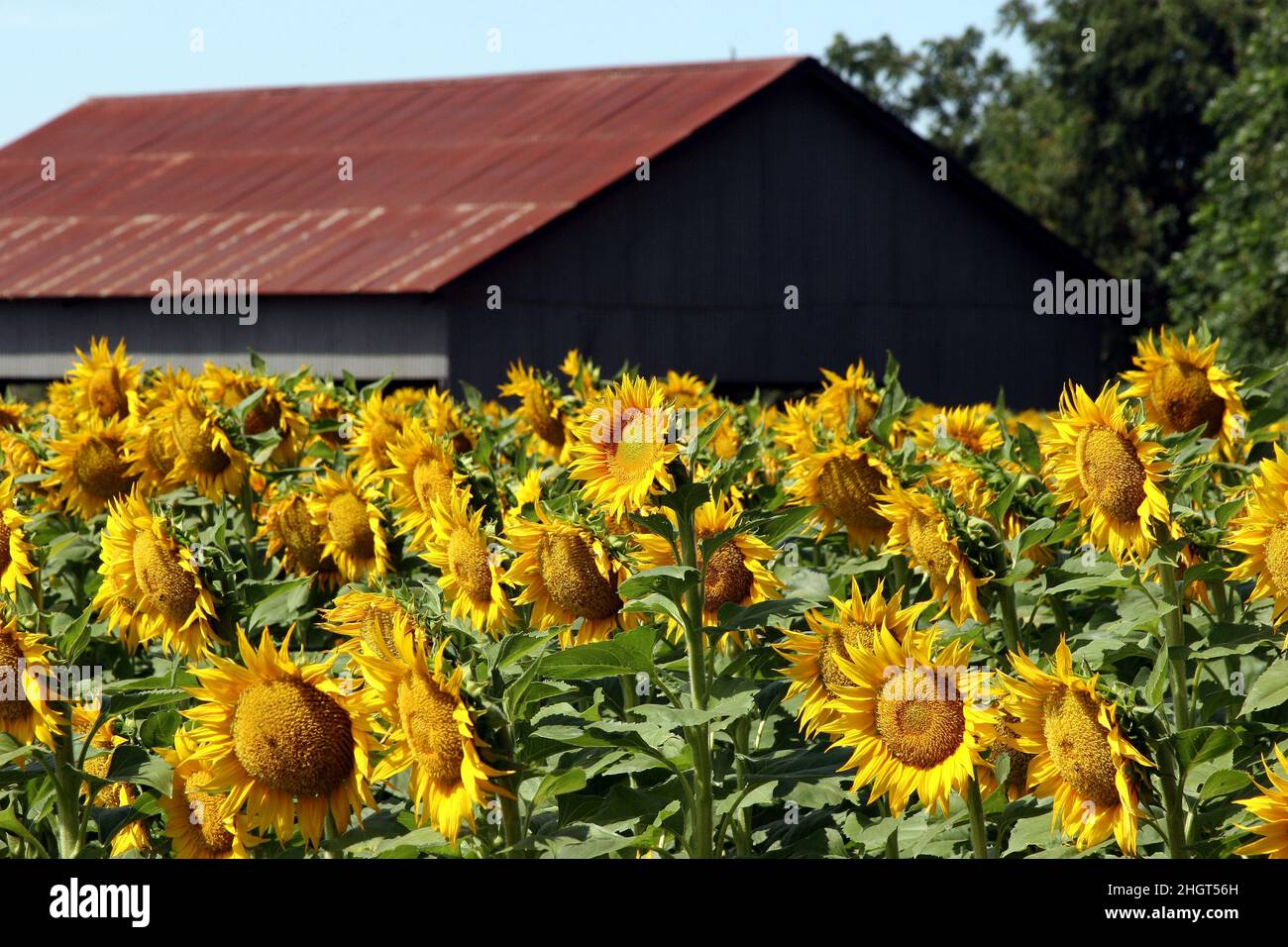 Field of Sunflowers with a Barn and Trees in the Background Stock Photo