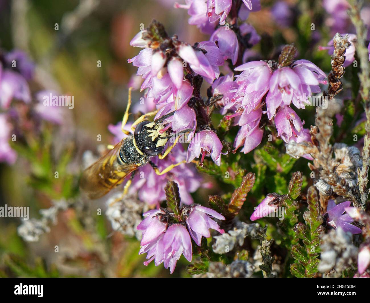 Bee wolf / Bee-killer wasp (Philanthus triangulum) male nectaring on Ling heather (Calluna vulgaris) flowers, Dorset heathland, UK, August. Stock Photo