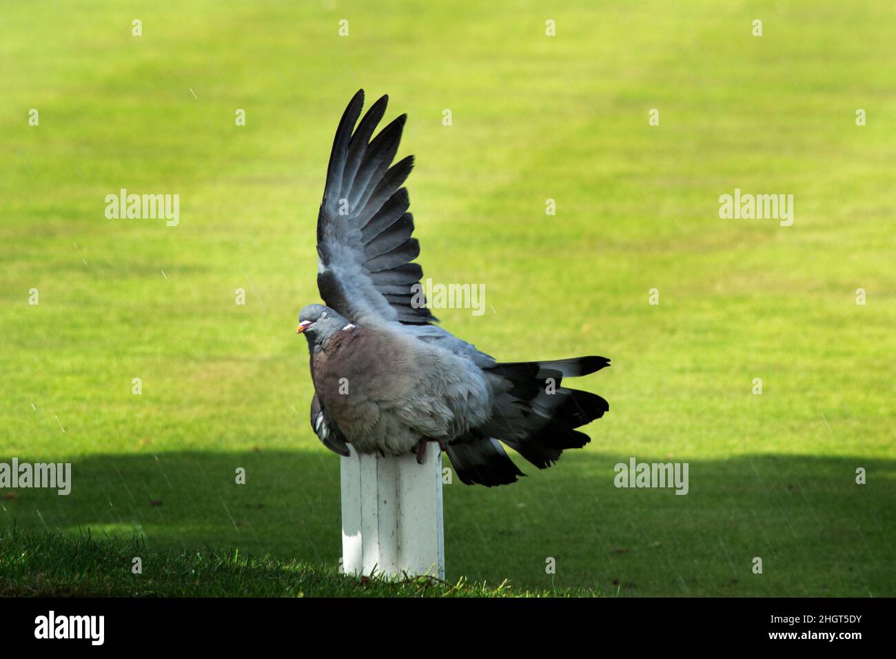 Funny looking pigeon with one wing up in the air, UK Stock Photo