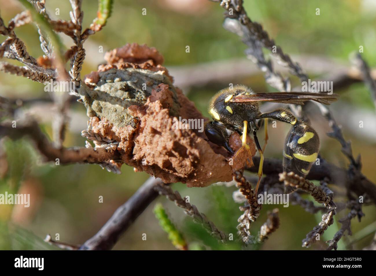 Heath potter wasp (Eumenes coarctatus) working a ball of clay in her jaws to extend the rim of a nest pot she is building in a heather bush, Devon, UK Stock Photo