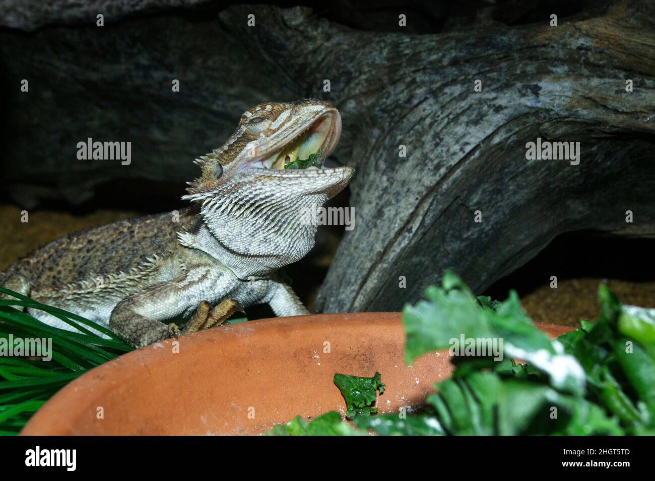 Bearded Dragon in a vivarium eating Kale with a funny expression