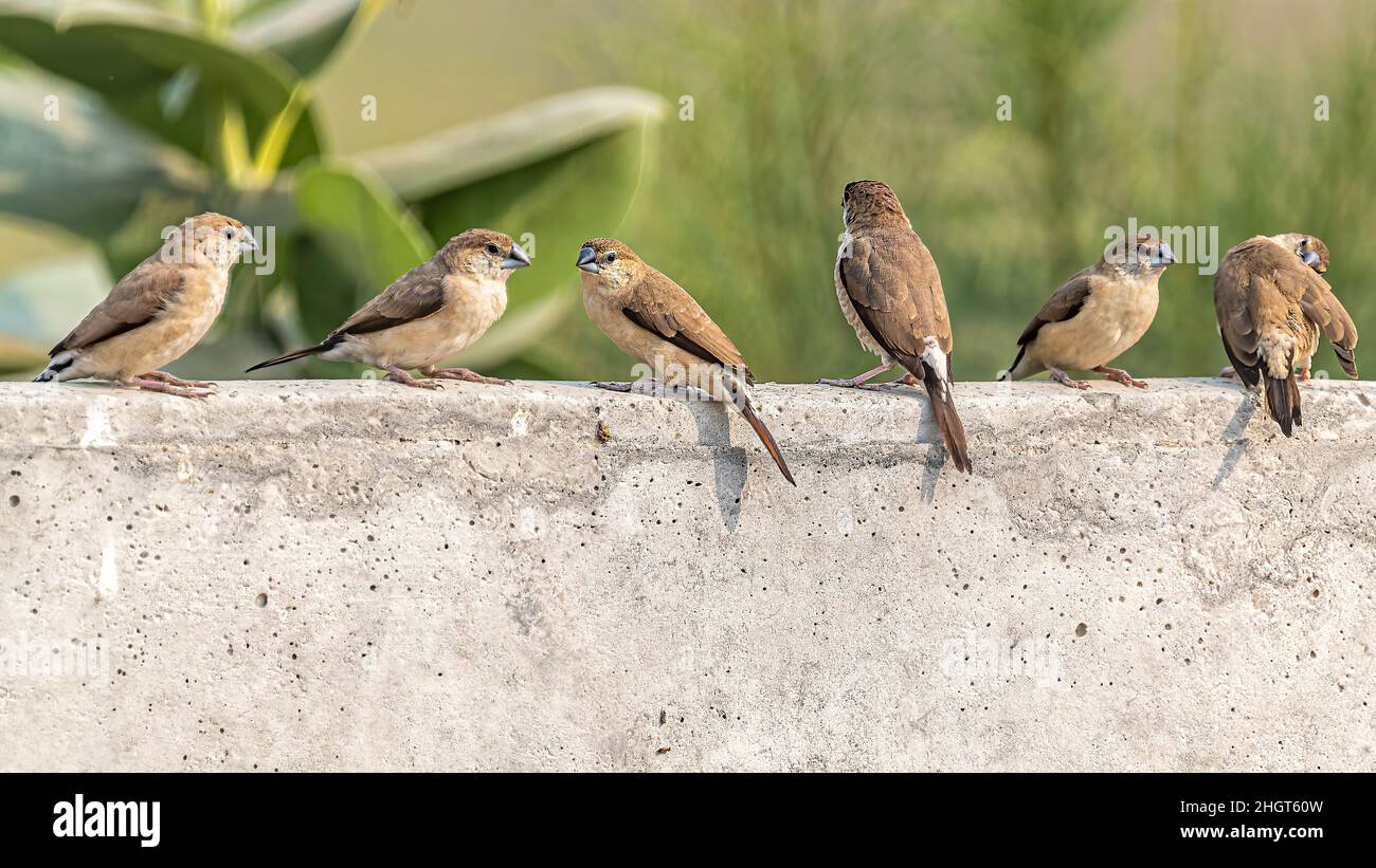 Silver Bills having meeting on a wall and basking Stock Photo