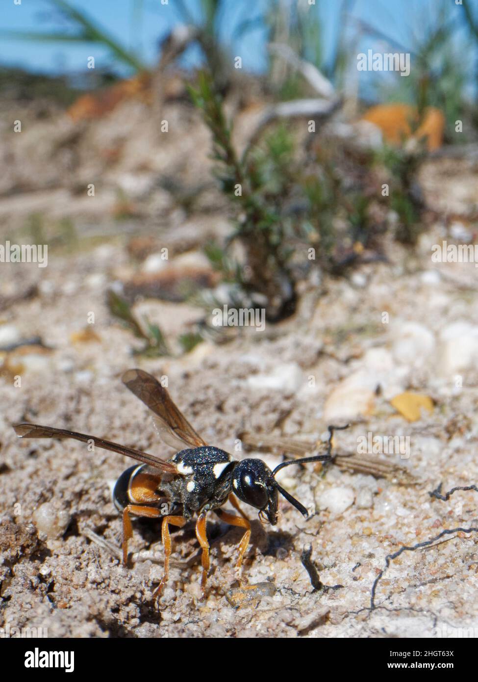 Purbeck mason wasp (Pseudepipona herrichii) female about to take off after excavating her nest burrow, Dorset heathland, UK, July. Stock Photo