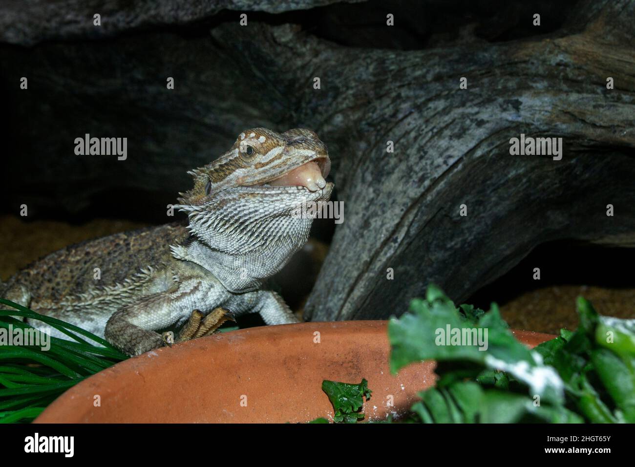 Bearded dragon tongue hi-res stock photography and images - Alamy
