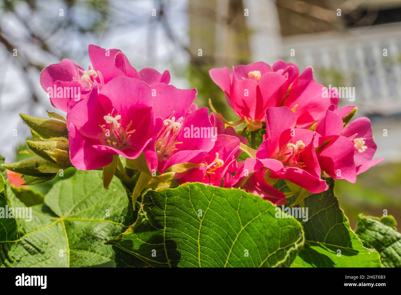 Pinkball Pink Tropical Hydrangea Dombeya Wallichi Green Leaves Key West Florida Stock Photo