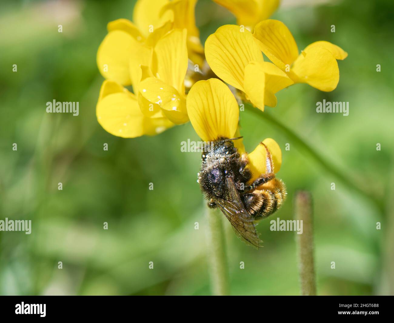Two-coloured mason bee (Osmia bicolor) nectaring from a  Birdsfoot trefoil flower (Lotus corniculatus) on a chalk grassland slope, Wiltshire, UK, June Stock Photo