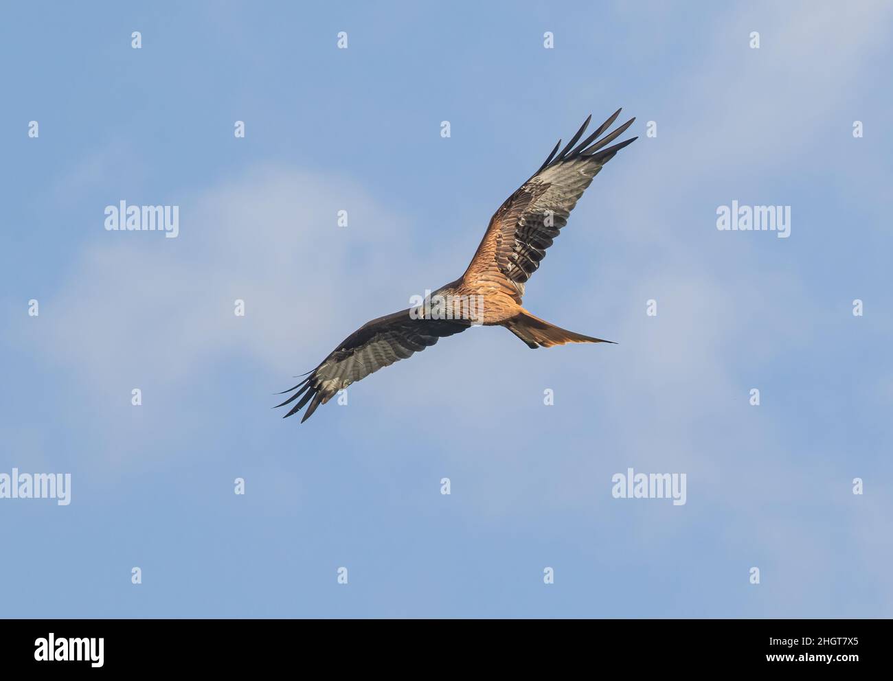 Close up of a Majestic Red Kite (Milvus milvus) in flight . Soaring in the clouds with outstretched  wings. Suffolk, UK Stock Photo