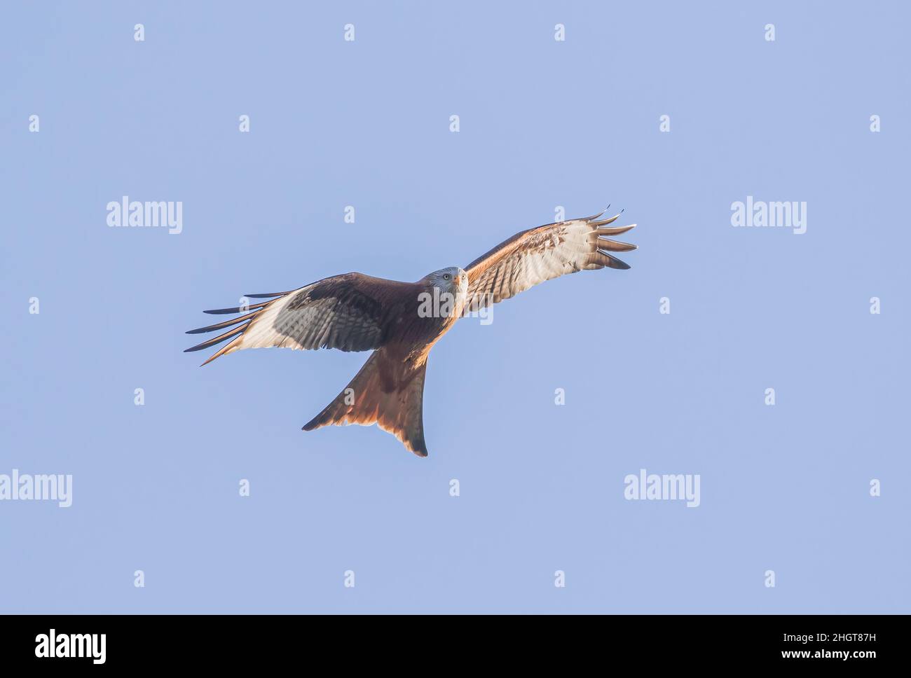 Close up of a Majestic Red Kite (Milvus milvus) in flight . Soaring in a clear blue sky, Suffolk, UK Stock Photo