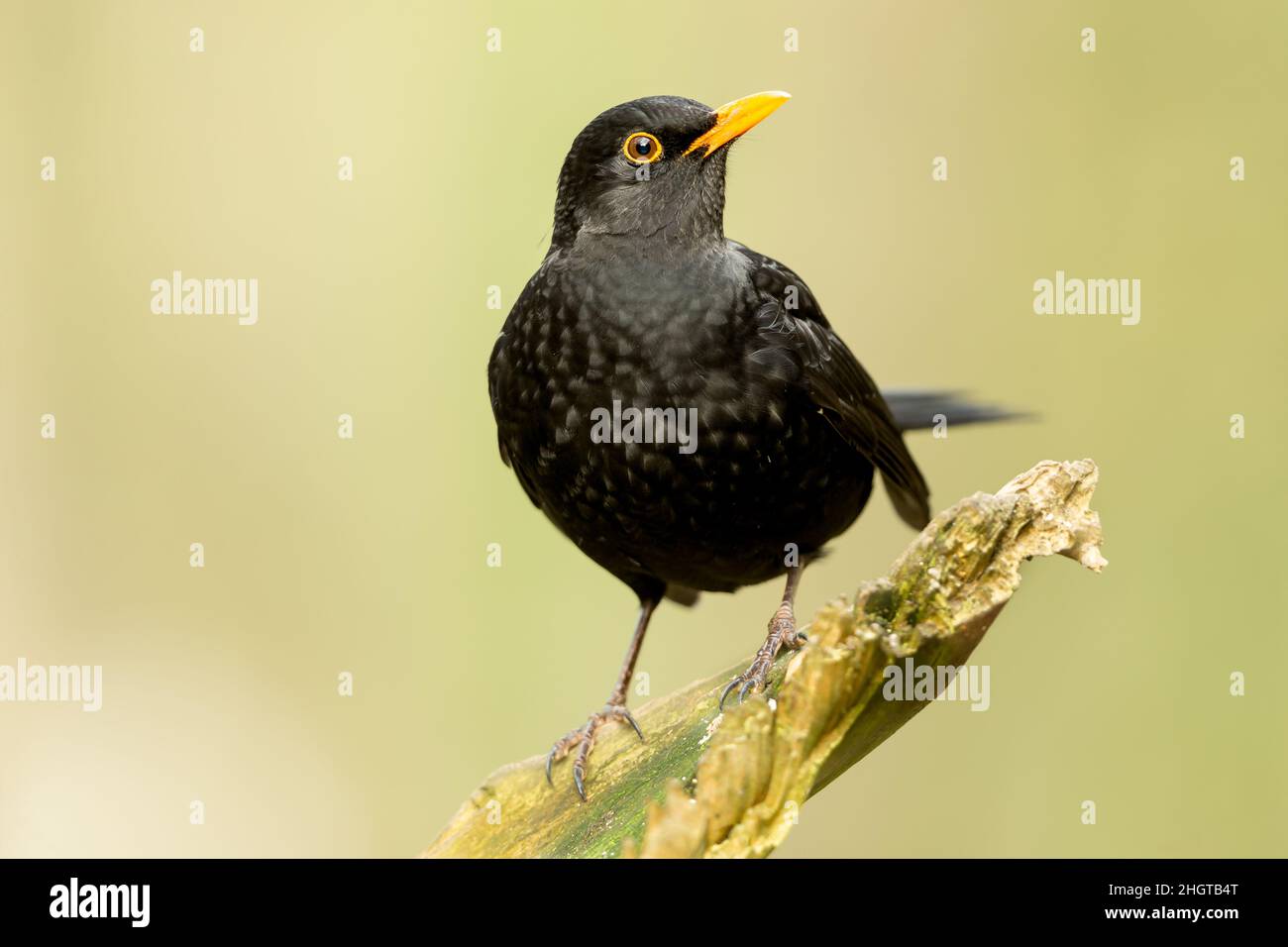 Blackbird.  Scientific name: Turdus merula. Close up of a male blackbird perched on a broken branch and looking to the right.  Clean background.  Copy Stock Photo