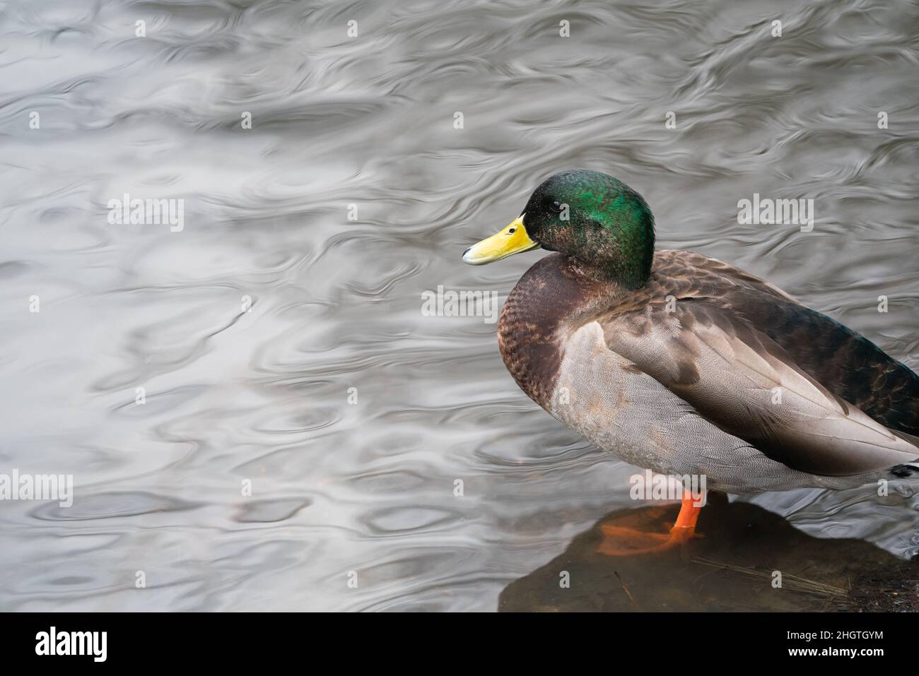 Wildlife, Bromley Park Stock Photo - Alamy