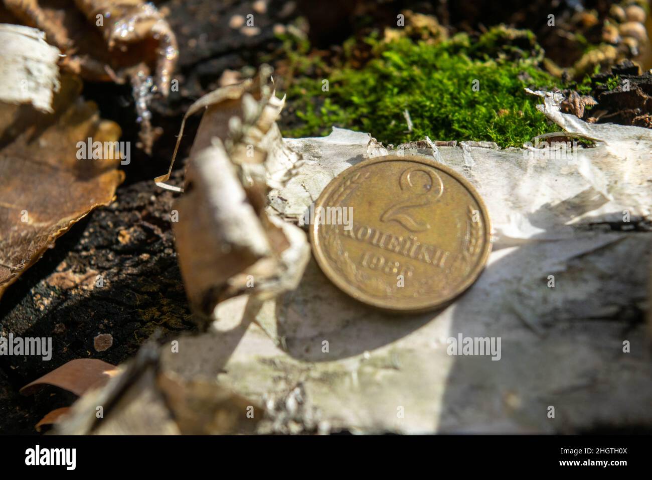 Old coins in the forest on a piece of birch bark lying on green moss Stock Photo