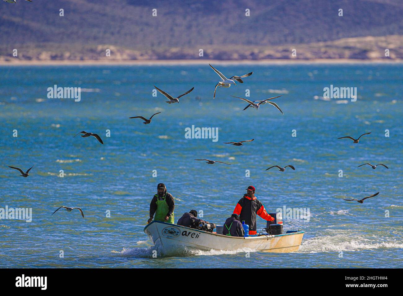 Fishing boat, fisherman's panga in Kino Bay surrounded by seagulls. Sonora Mexico. Bote de pesca, panga de pescadores en bahia Kino rodeado por gaviotas. Sonora Mexico.  © (photo by Luis Gutierrez/Norte Photo) Stock Photo