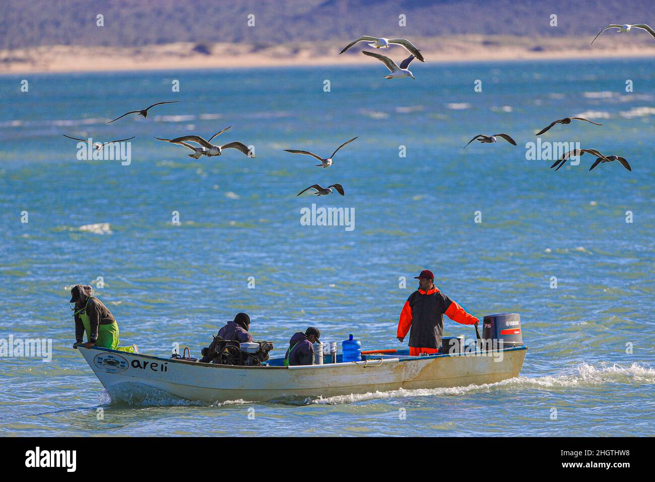 Fishing boat, fisherman's panga in Kino Bay surrounded by seagulls. Sonora Mexico. Bote de pesca, panga de pescadores en bahia Kino rodeado por gaviotas. Sonora Mexico.  © (photo by Luis Gutierrez/Norte Photo) Stock Photo