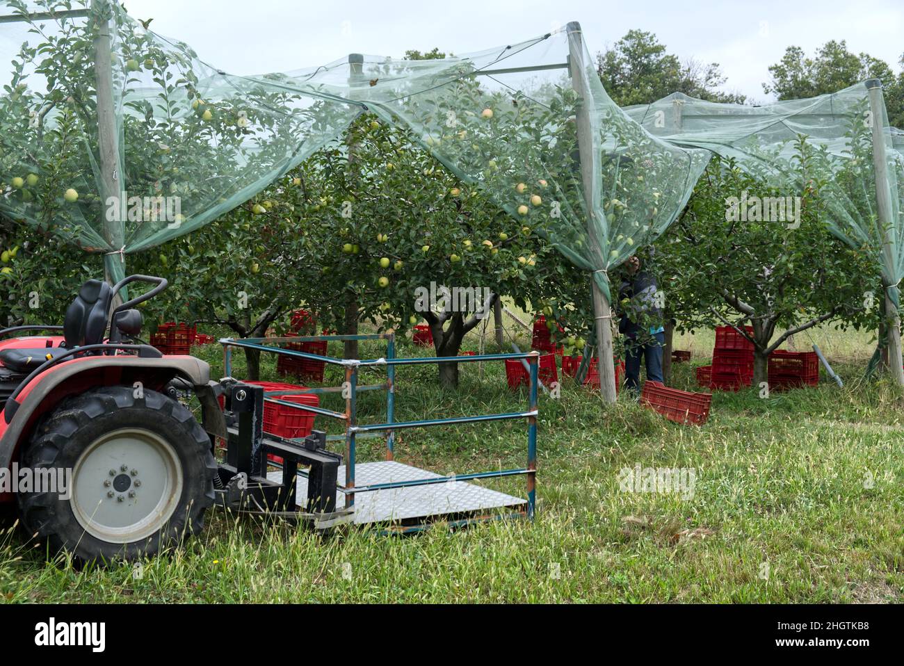 an intensive organic cultivation of apples covered with anti-hail antiparasitic net Stock Photo