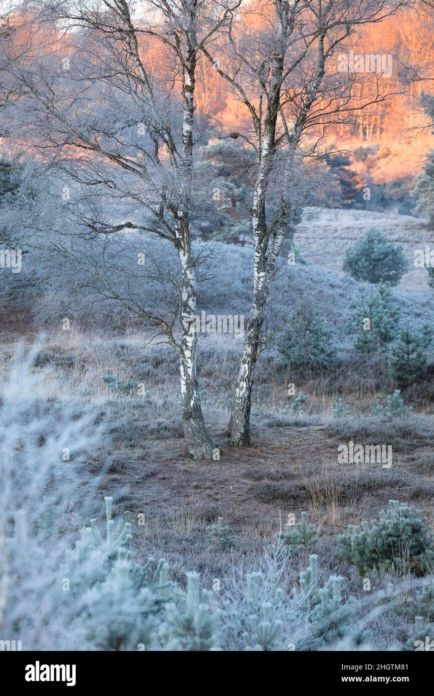 birch trees during frosty cold dawn, Limburg, Netherlands Stock Photo