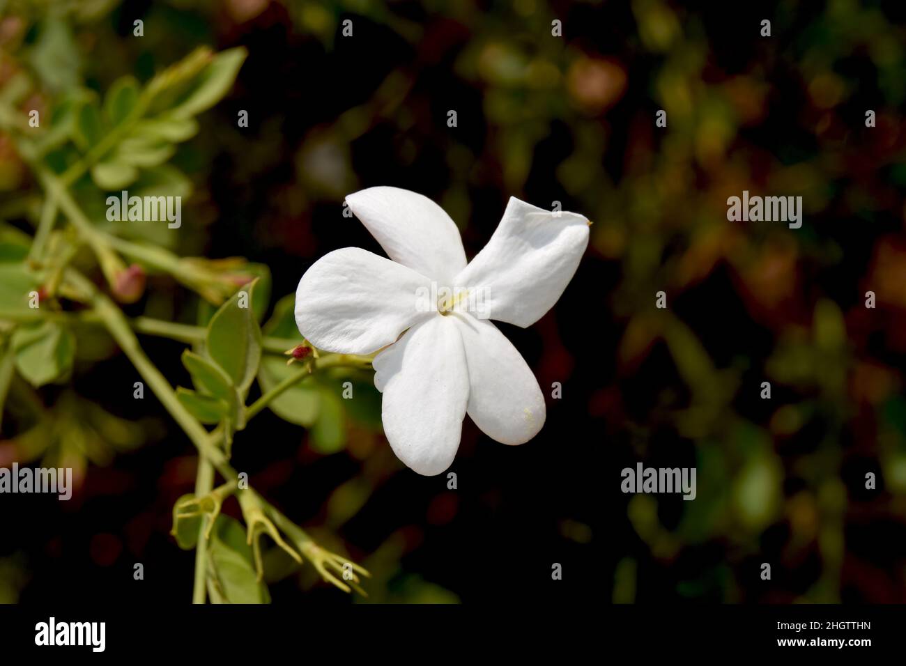 Jasmine hedge hires stock photography and images Alamy