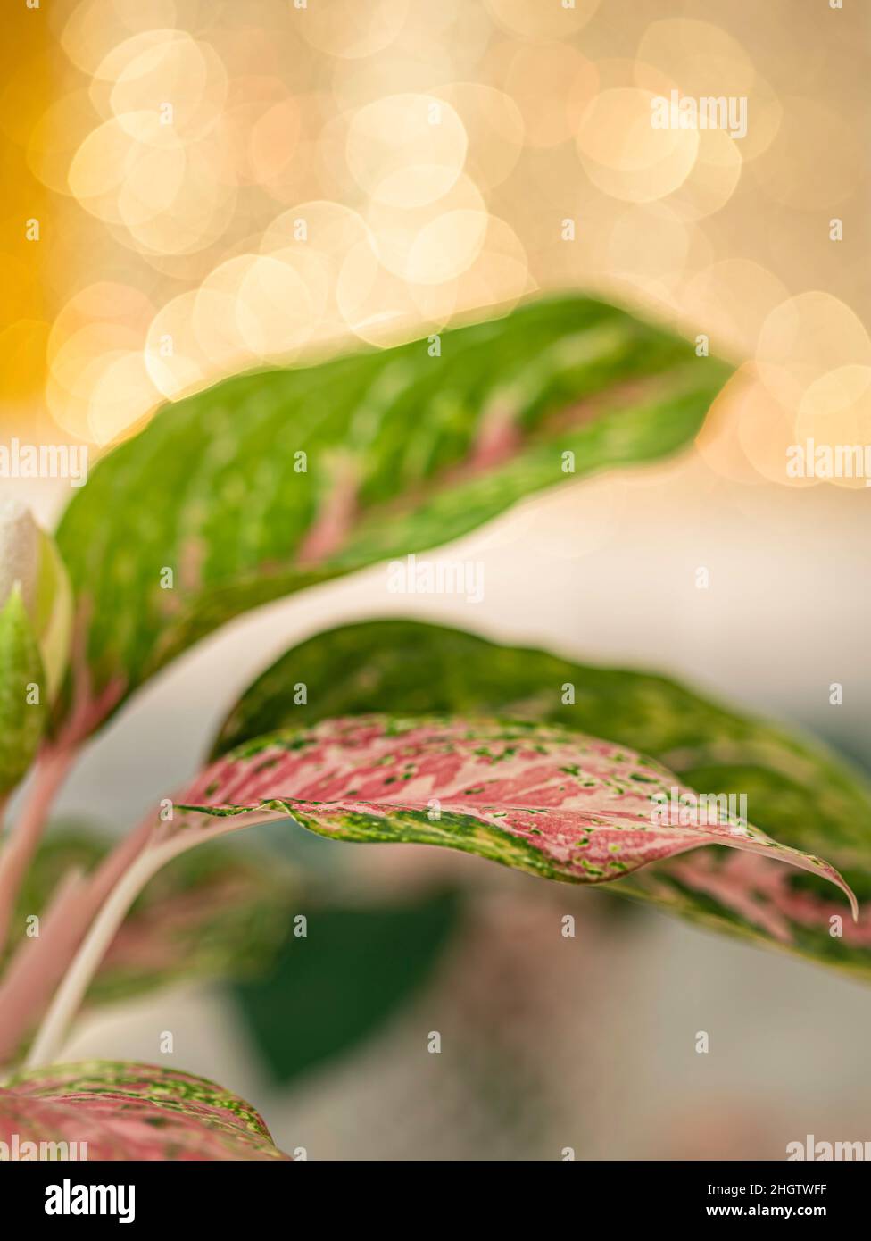 Aglaonema, houseplant. Aglaonema plant has green-pink-red-yellow striped, green border and water drops. Selective focus Stock Photo