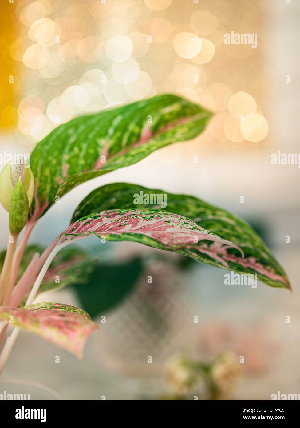 Aglaonema, houseplant. Aglaonema plant has green-pink-red-yellow striped, green border and water drops. Selective focus Stock Photo