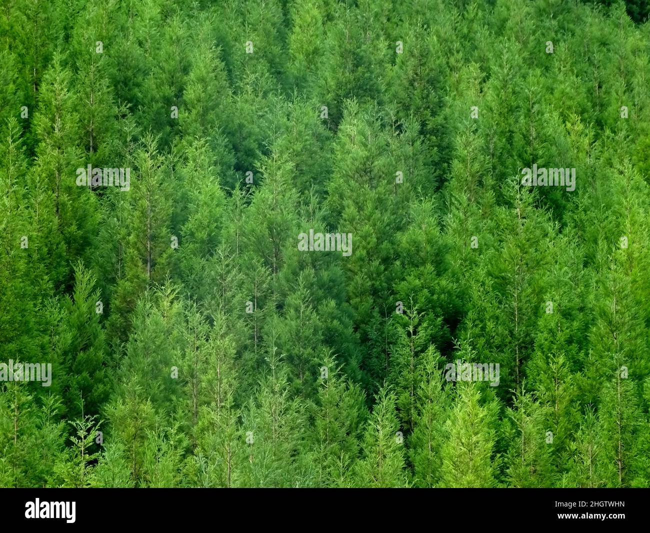Japanese cedar, green trees, background. Stock Photo
