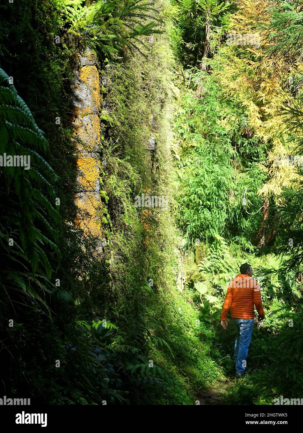 Man in the forest, green landscape, hiker hiking on trail Stock Photo ...