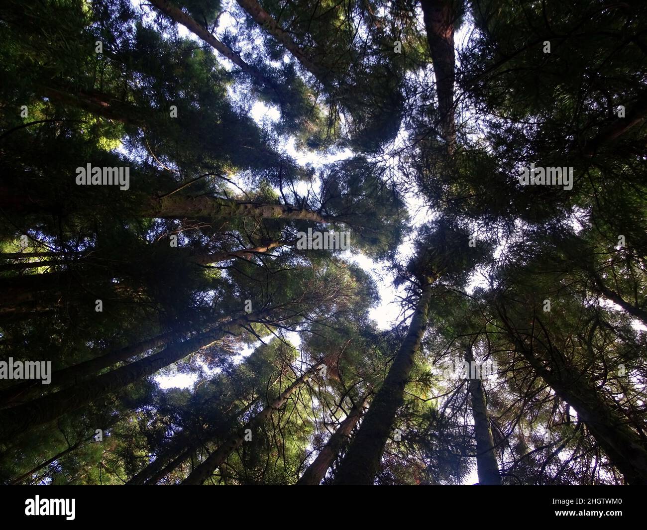Japanese cedar, view from bottom to top, sky in background. Stock Photo
