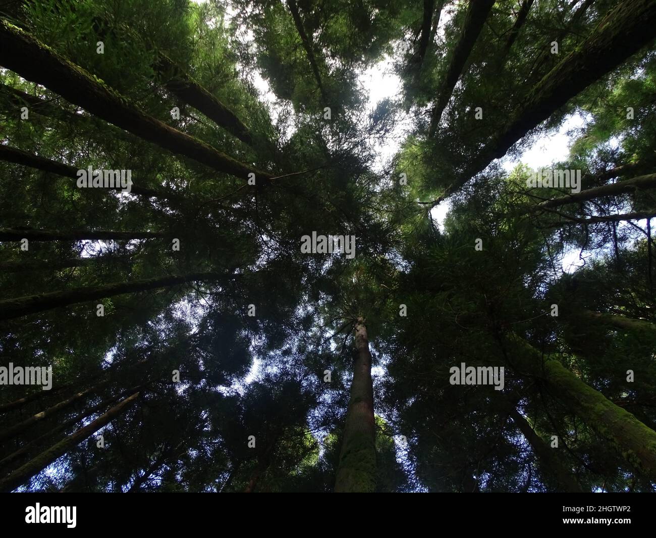 Japanese cedar, view from bottom to top, sky in background. Stock Photo