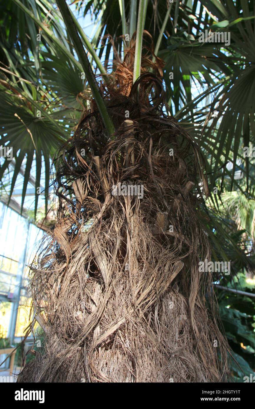 Close up of the upper trunk and fronds of an Old Man Palm tree growing in a conservatory Stock Photo