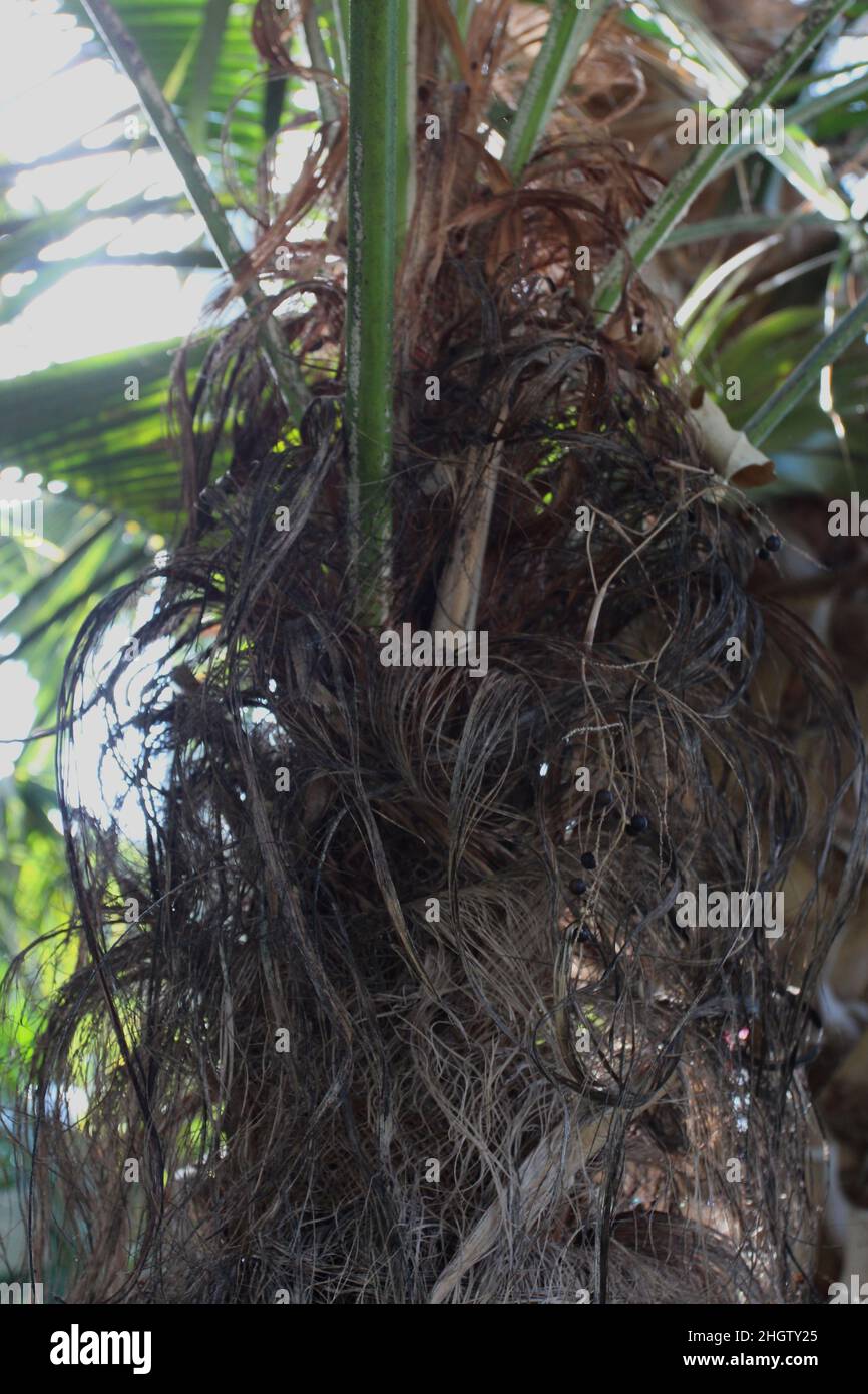 Close up of the upper trunk and fronds of an Old Man Palm tree Stock Photo