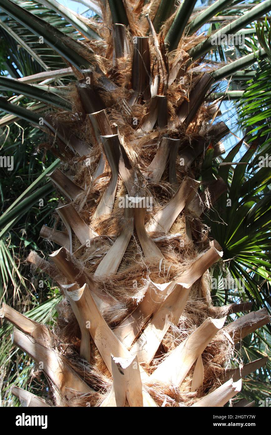 Close up of the trunk of a Cabbage Palm tree Stock Photo