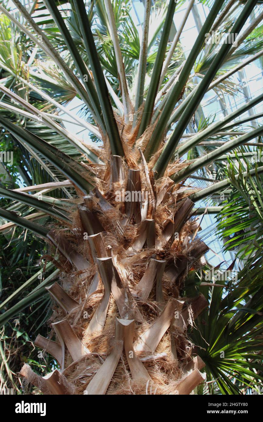 Close up of the upper trunk and fronds of a Cabbage Palm tree growing in a conservatory Stock Photo