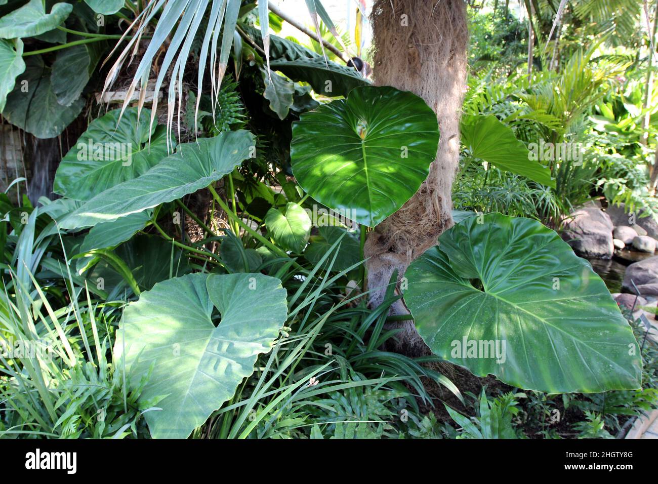 A Philodendron Plant with large Leaves and ferns growing in front of an Old Man Palm tree Stock Photo