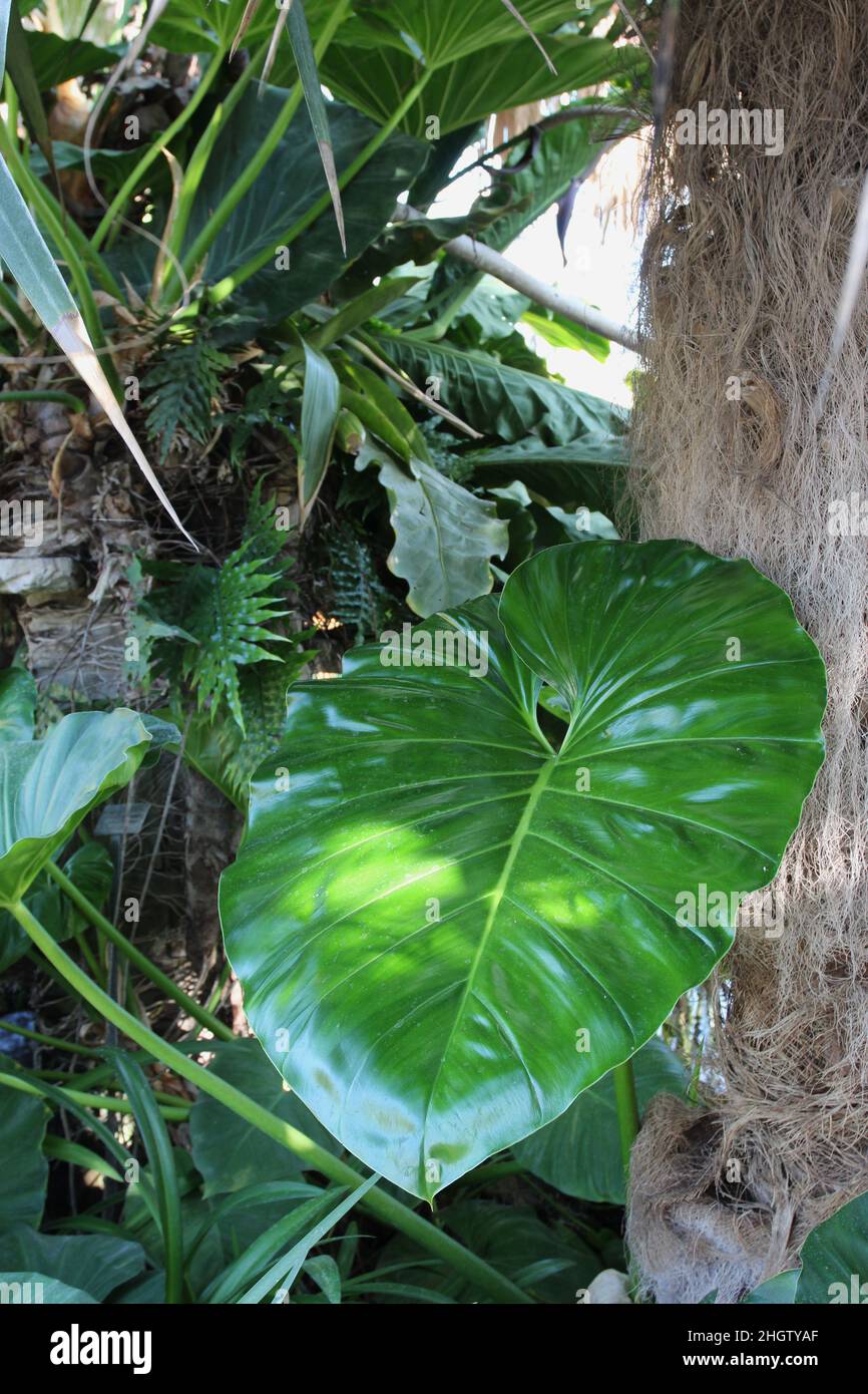 A large Philodendron Leaf growing in front of an Old Man Palm tree Stock Photo
