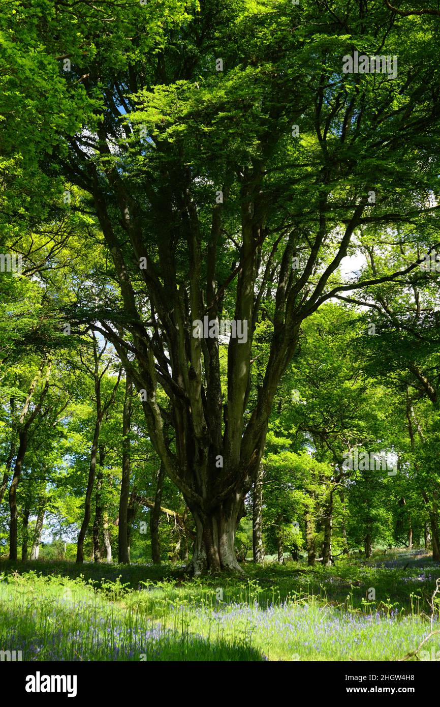 Leafy tree in a woodland Stock Photo Alamy