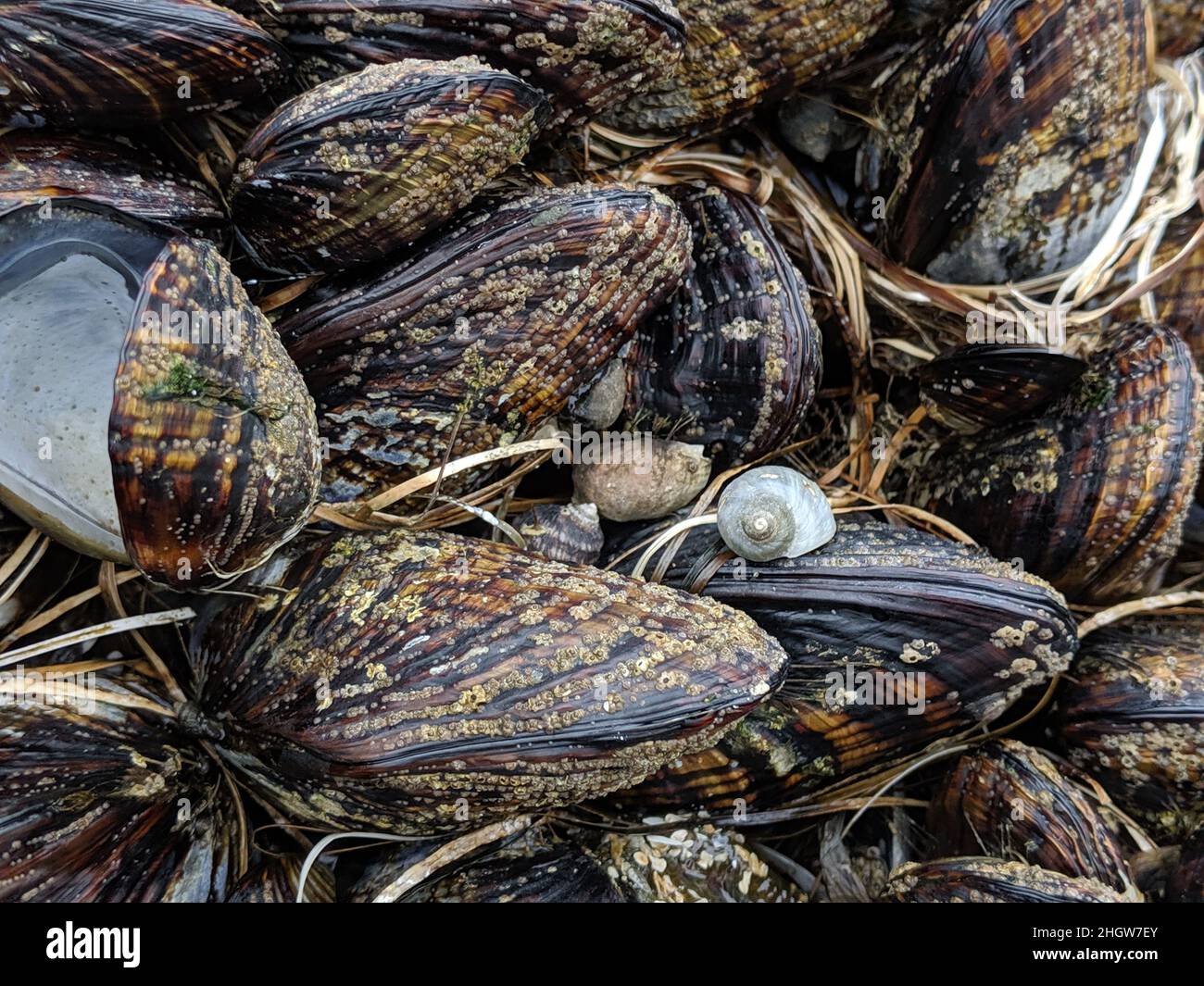 Barnacles and shells on rock Stock Photo Biology Diagrams