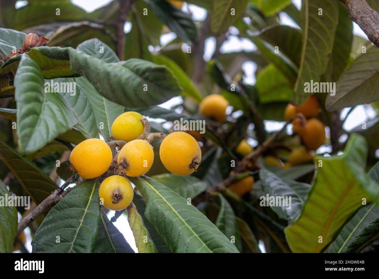 Loquat maturing fruits closeup, species Eriobotrya japonica, native to the cooler hill regions of south-central China, but widely cultivated in Southe Stock Photo