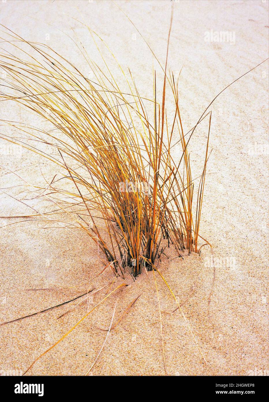 Sea grass along the Cape Cod National Seashore Stock Photo