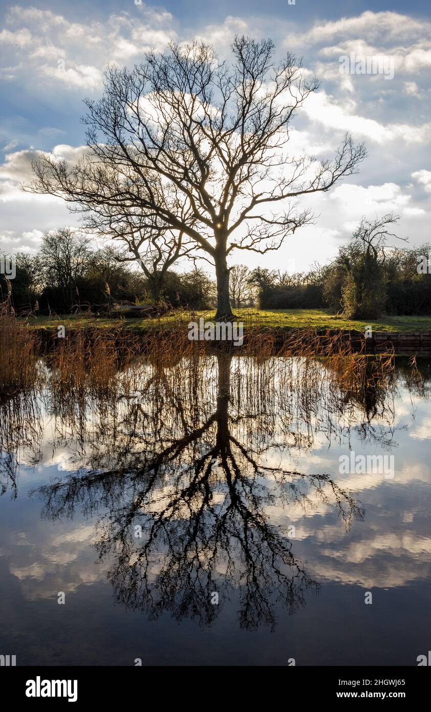 reflected tree Stow cum Quy Fen Cambridgeshire Stock Photo