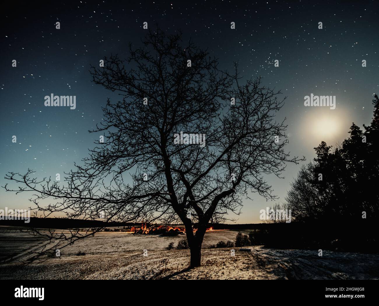 Silhouette of a tree in the forest against the background of the night ...