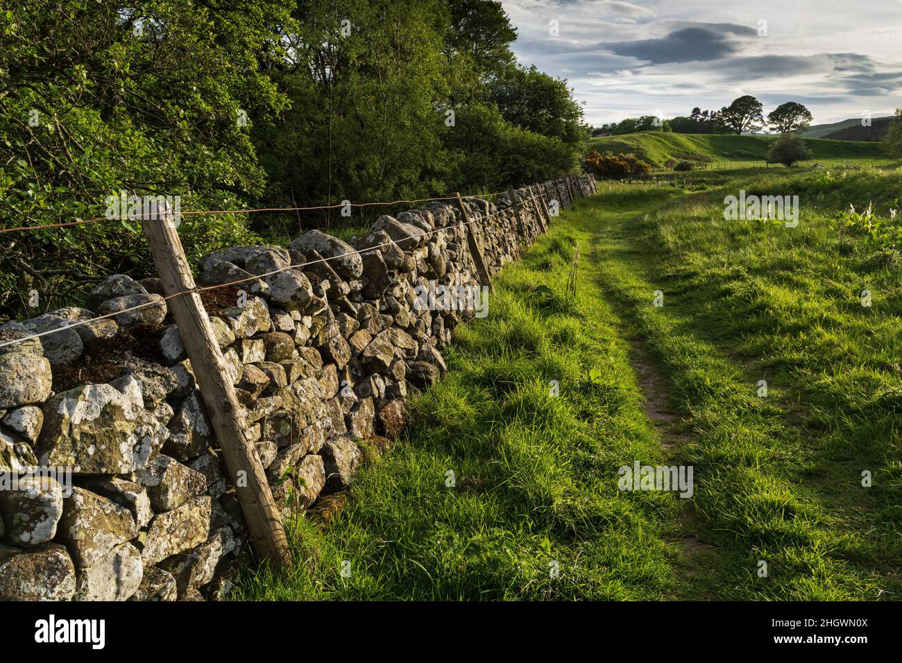 Hethpool, near Wooler, Northumberland - College Valley, Cheviot foothills. Drystone wall. Stock Photo