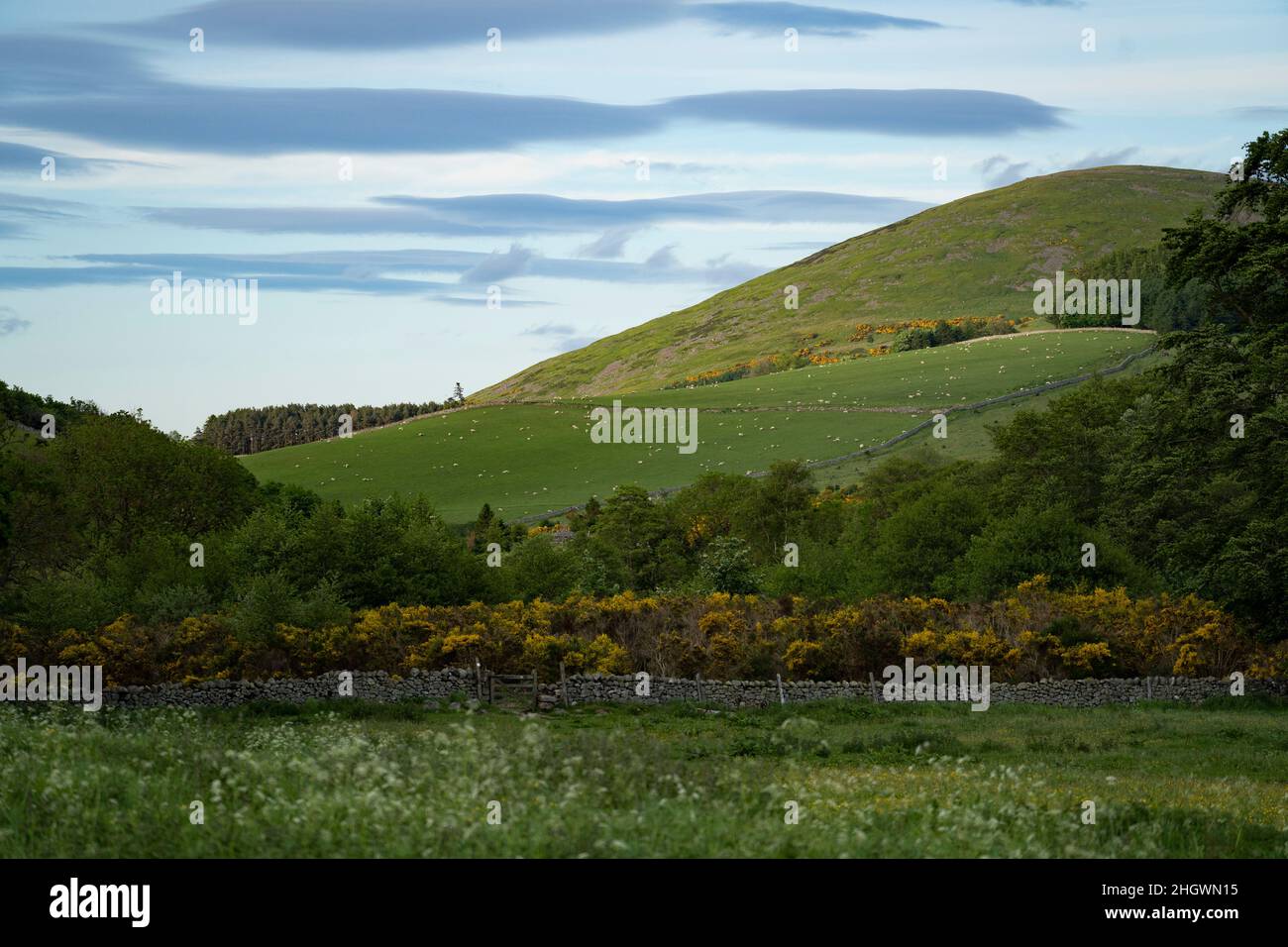 Hethpool, near Wooler, Northumberland - College Valley, Cheviot foothills. Stock Photo